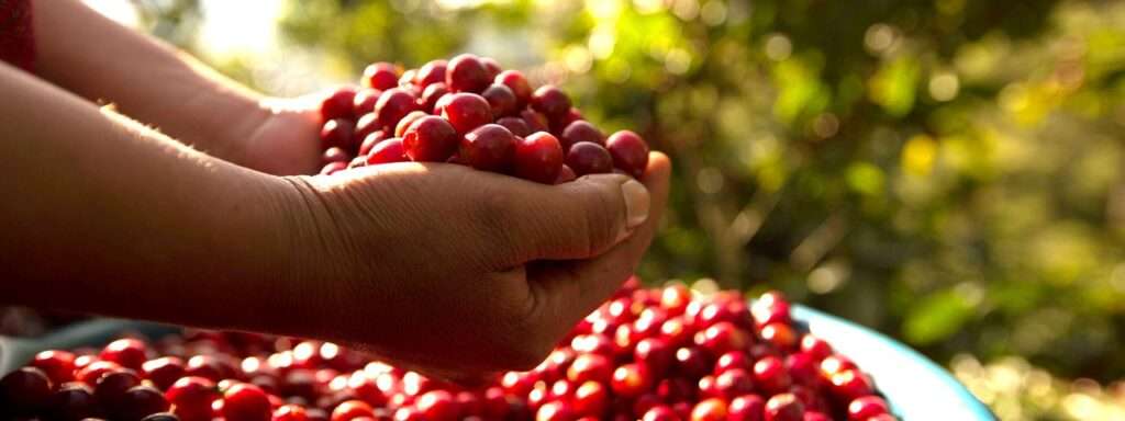 Hands holding Coffee berries