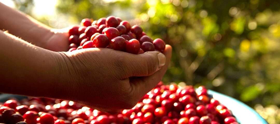 From Origin to Everyday: How Origin Branding is Reshaping Specialty Coffee