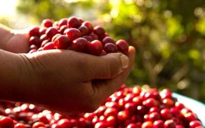 From Origin to Everyday: How Origin Branding is Reshaping Specialty Coffee