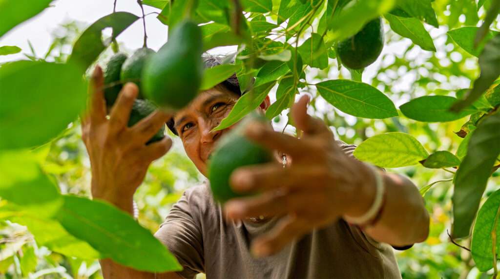 Closeup of man harvesting avocados